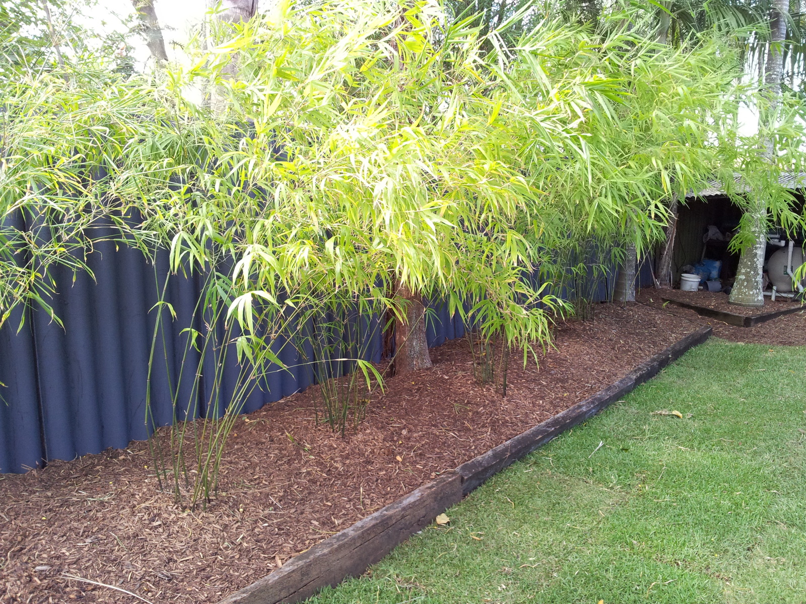 Nepalese Blue Bamboo Plant Brisbane