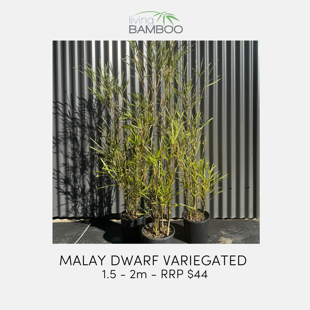 malay-dwarf-variegated-bamboo