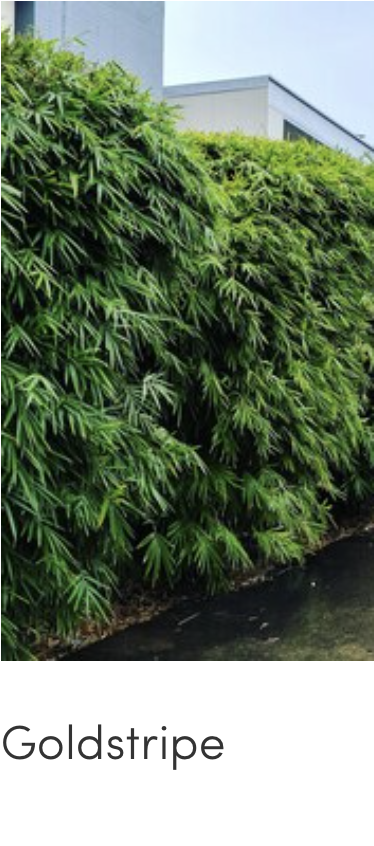 boniopsis-bamboo-in-pot