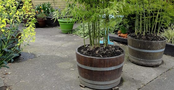 Living Bamboo | Brisbane Bamboo Plant Nursery