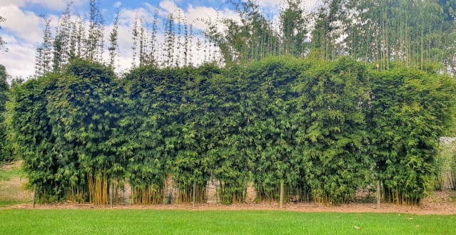Living Bamboo | Brisbane Bamboo Plant Nursery