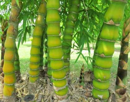 Living Bamboo | Brisbane Bamboo Plant Nursery