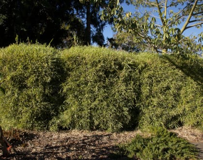 Living Bamboo | Brisbane Bamboo Plant Nursery