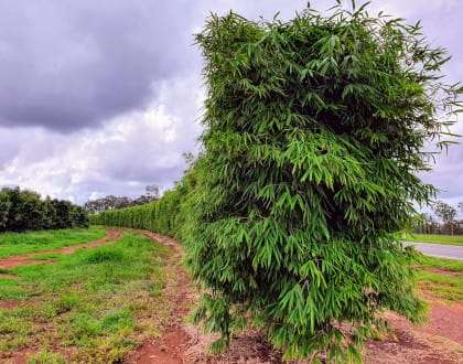Living Bamboo | Brisbane Bamboo Plant Nursery