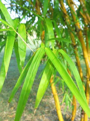 Buy Vittata bamboo plants from Living Bamboo