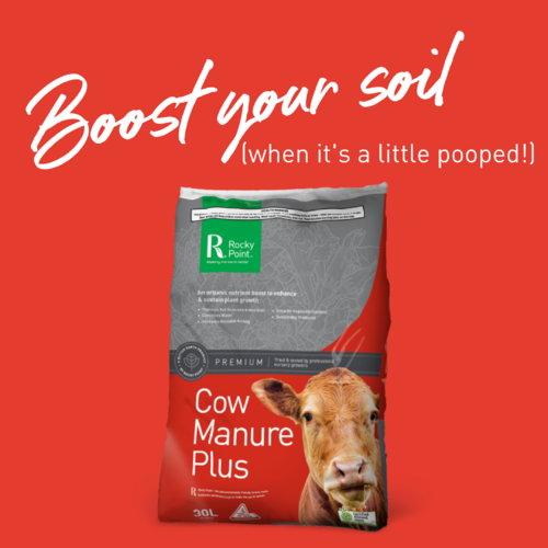Premium Cow Manure