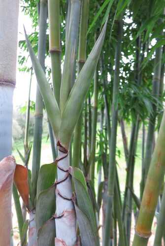 Chungi, Blue Bamboo
