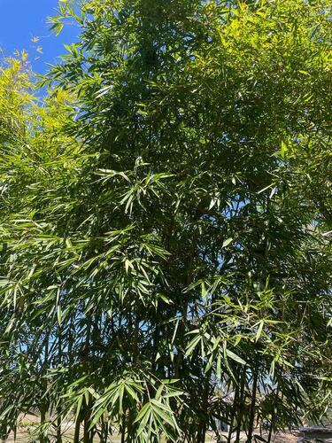 Buy Green Stripe Bamboo Plants at Living Bamboo. Ship to Sunshine Coast.