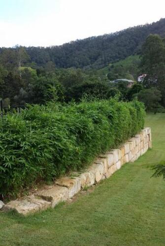Chinese Dwarf bamboo plants for sale by Living Bamboo