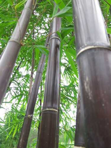 Timor Black bamboo plant privacy screen