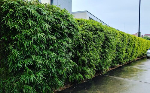 Buy Bambusa multiplex cv. Goldstripe bamboo plants in Brisbane at Living Bamboo