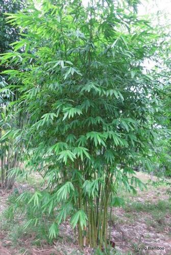 Green Ghost bamboo plants - Buy from Living Bamboo