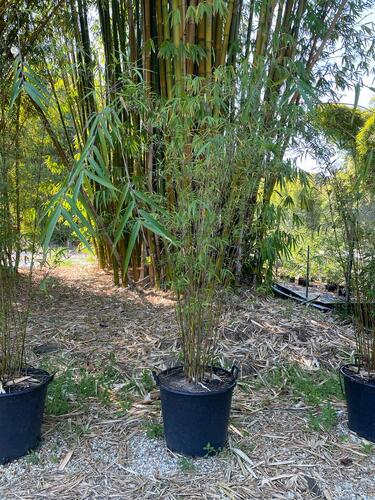 Buy Purple Jade bamboo plants from Living Bamboo
