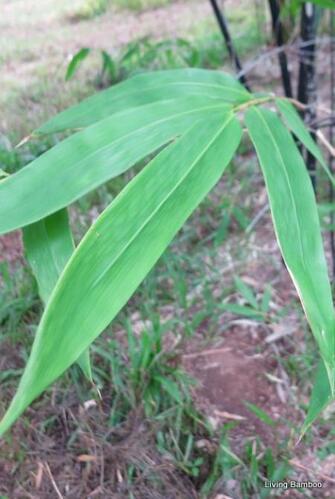 Buy Java Black bamboo plants at Living Bamboo