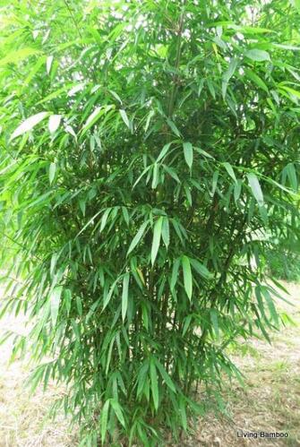 Gigantochloa wrayii bamboo plant at Living Bamboo