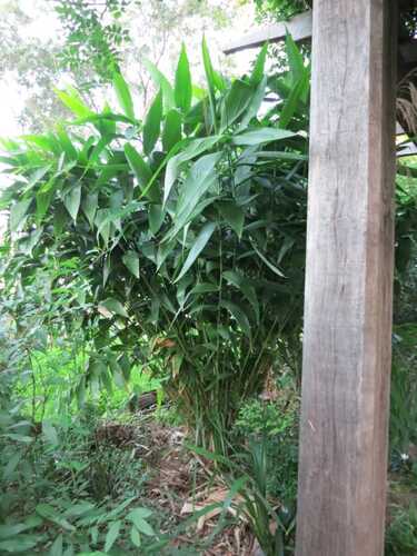 Tiger Grass