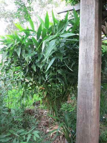 Tiger Grass for sale from Living Bamboo plant nursery