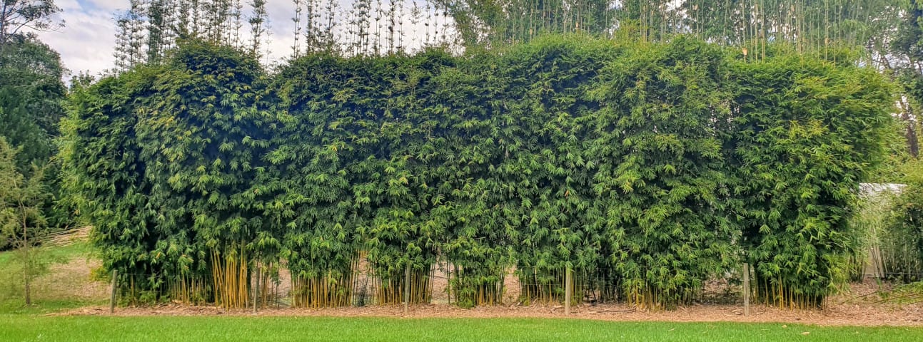 Bamboo screening clearance