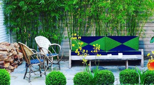 Video: Clumping Bamboo Growing Tips image