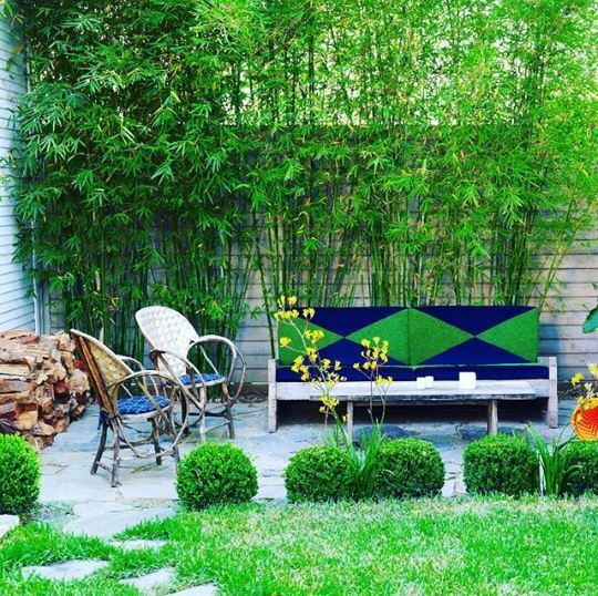 Video: Clumping Bamboo Growing Tips