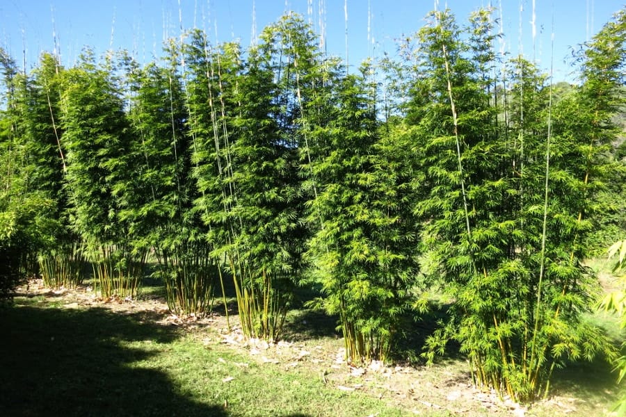 Bamboo Planting Spaces image