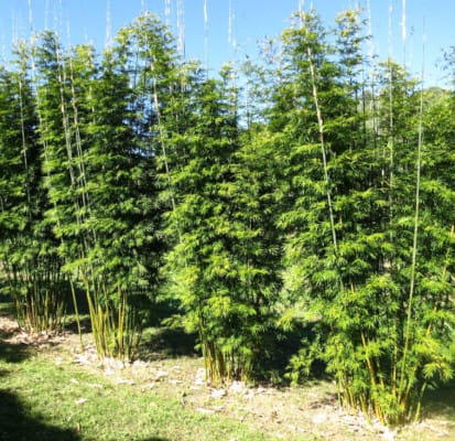 Bamboo Planting Spaces