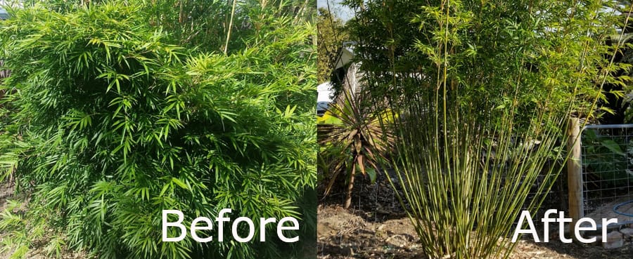 Bamboo Maintenance image