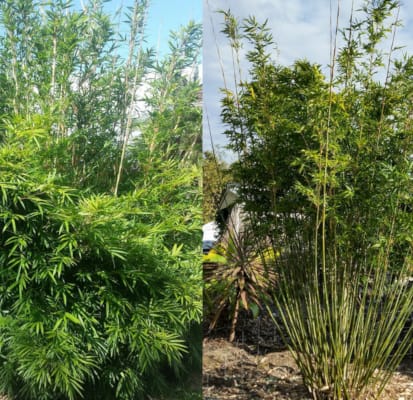 Bamboo Maintenance