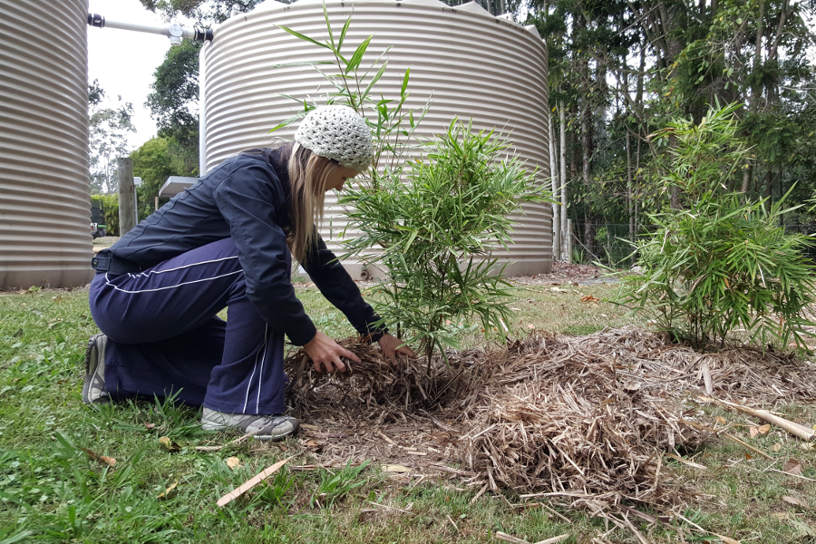 Why you can plant bamboo in winter image