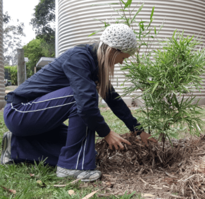 Why you can plant bamboo in winter