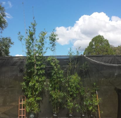 Bamboo Plant Pot Sizes