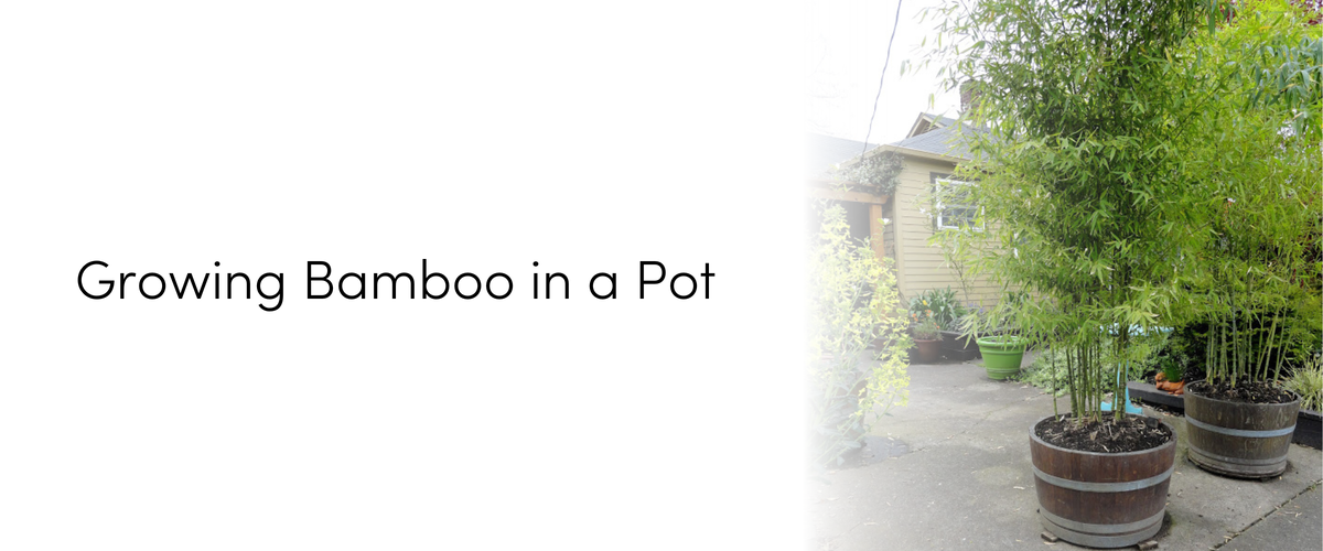 Growing Bamboo Plants In Pots: A Definitive Guide image