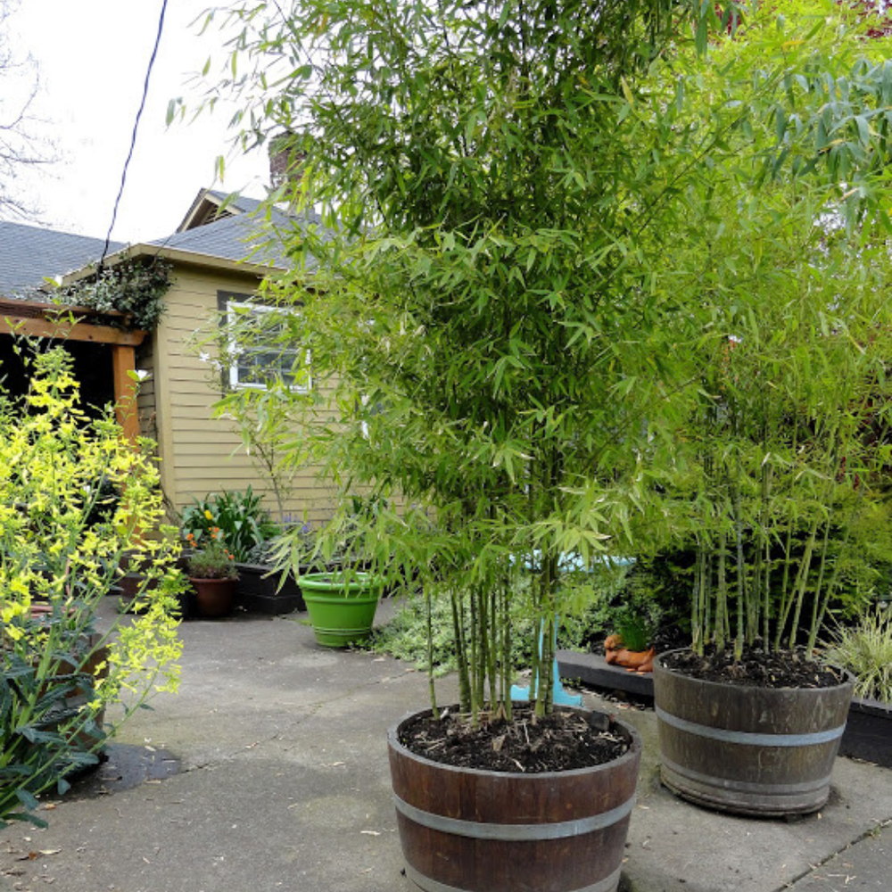 Growing Bamboo Plants In Pots: A Definitive Guide
