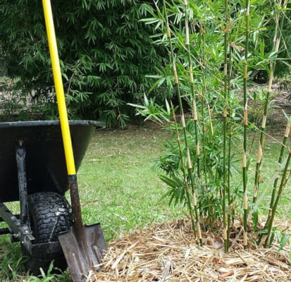 How to Plant Bamboo