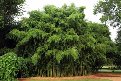 Non-Invasive Clumping Bamboo Vs. Invasive Species image