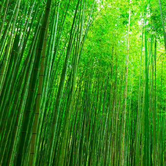 Non-Invasive Clumping Bamboo Vs. Invasive Species