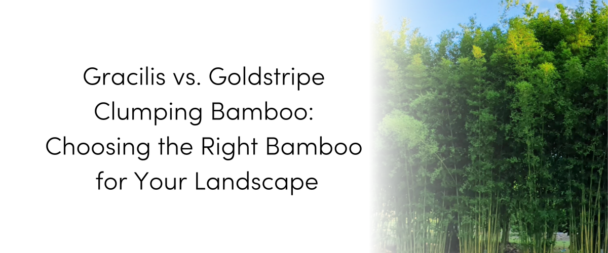 Gracilis Bamboo vs. Goldstripe Clumping Bamboo: Choosing the Right Bamboo for Your Landscape image
