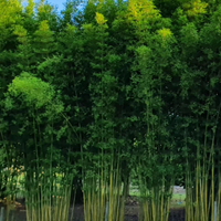 Gracilis Bamboo vs. Goldstripe Clumping Bamboo: Choosing the Right Bamboo for Your Landscape