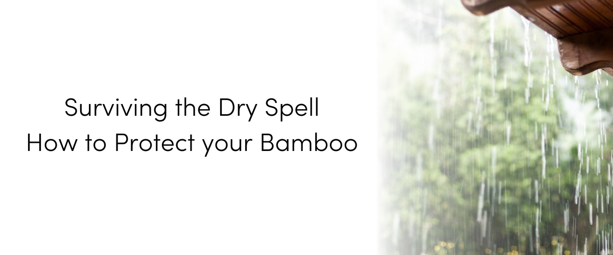 Surviving the Dry Spell - How to Protect your Bamboo image
