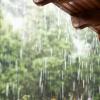 Surviving the Dry Spell - How to Protect your Bamboo