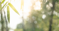 Clumping Bamboo Plants for Privacy Screening | Enhance Your Garden image