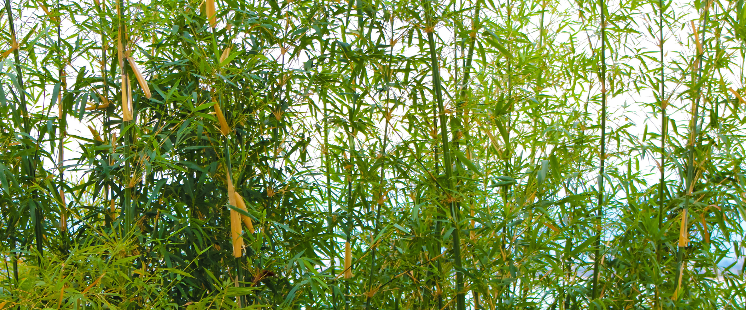 Enhancing Your Garden with Clumping Bamboo Plants for Privacy Screening image
