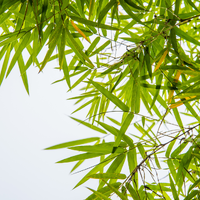 Creating Privacy with Bamboo in Pots: A Stylish Solution for Outdoor Spaces