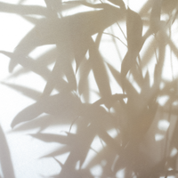 Unlock the Beauty and Versatility of Bamboo Plants