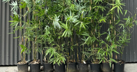 Living Bamboo Nursery | Your Source for Premium Clumping Bamboo Plants Straight from the Nursery image