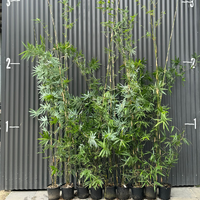 Living Bamboo Nursery | Your Source for Premium Clumping Bamboo Plants Straight from the Nursery