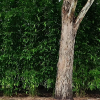 Harnessing the Power of Bamboo Plants for Effluent Management & Phytoremediation
