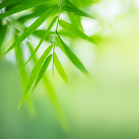Bamboo Trees: Welcome to Living Bamboo, Your Premium Provider