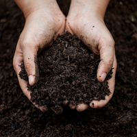 Choosing the Right Soil for Thriving Bamboo Plants in Brisbane, Australia
