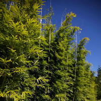 Gracilis Bamboo: What's So Great About It?
